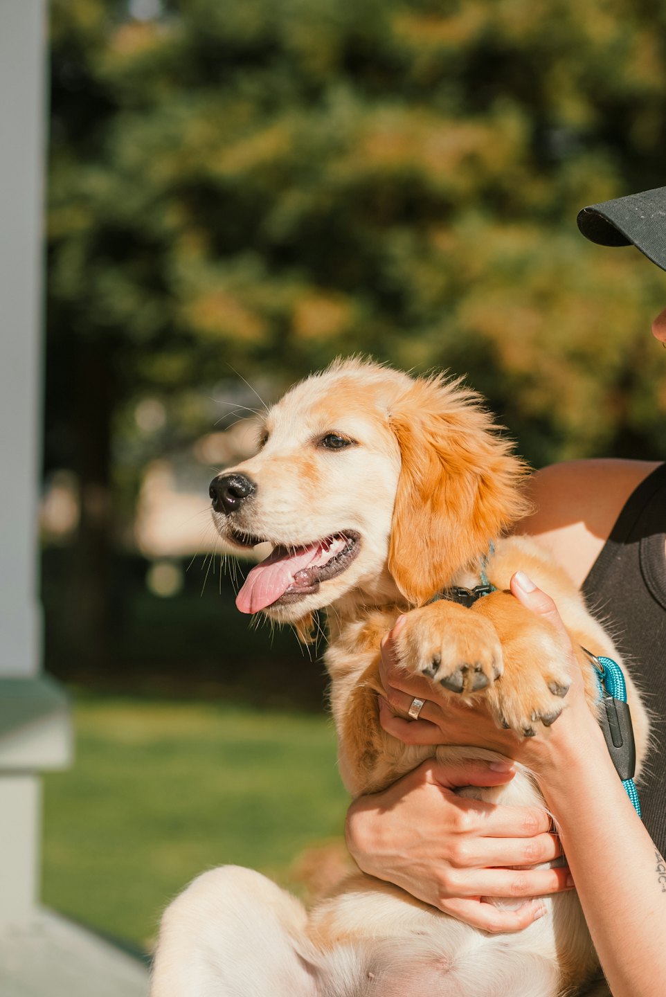 Golden retriever puppy held by person outdoors with tongue out.