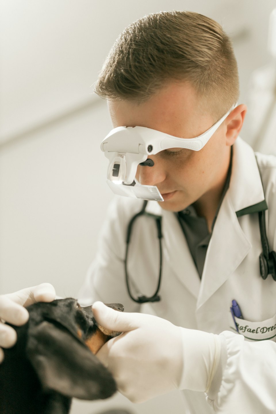 Veterinarian examines a dachshund's mouth with a light.