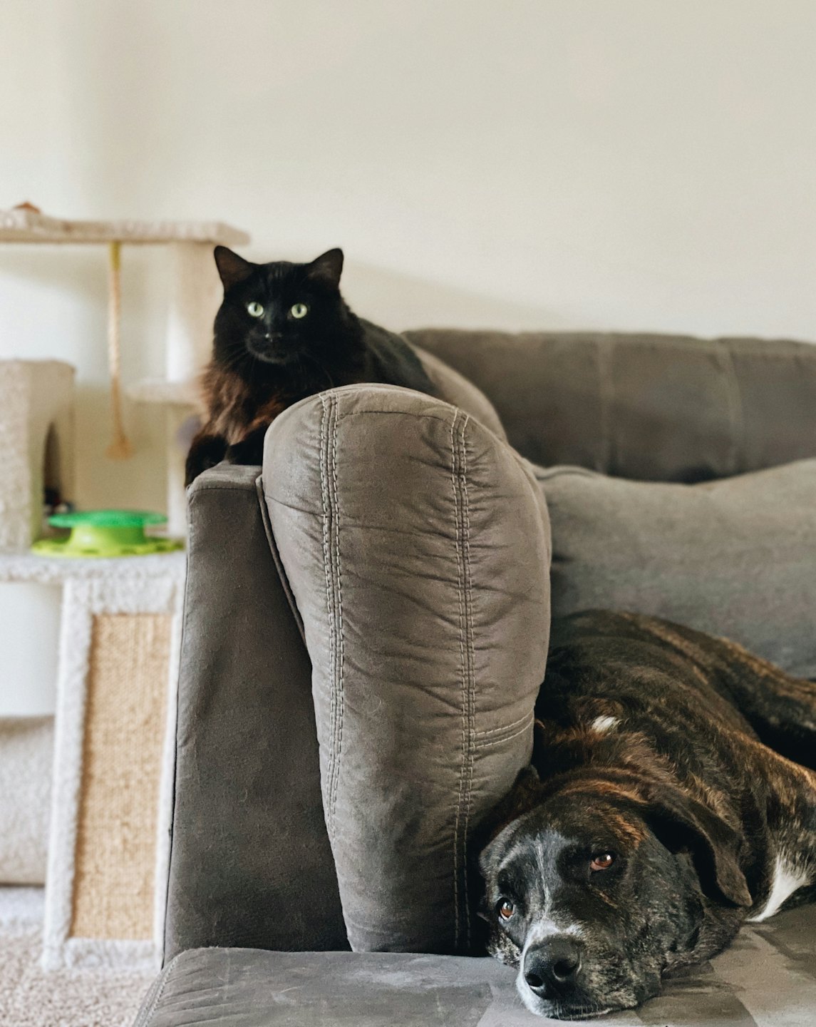 Black cat and brindle dog resting on a grey sofa.