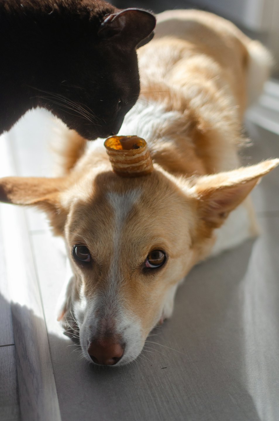 A black cat sniffs a treat resting on a dog's head.