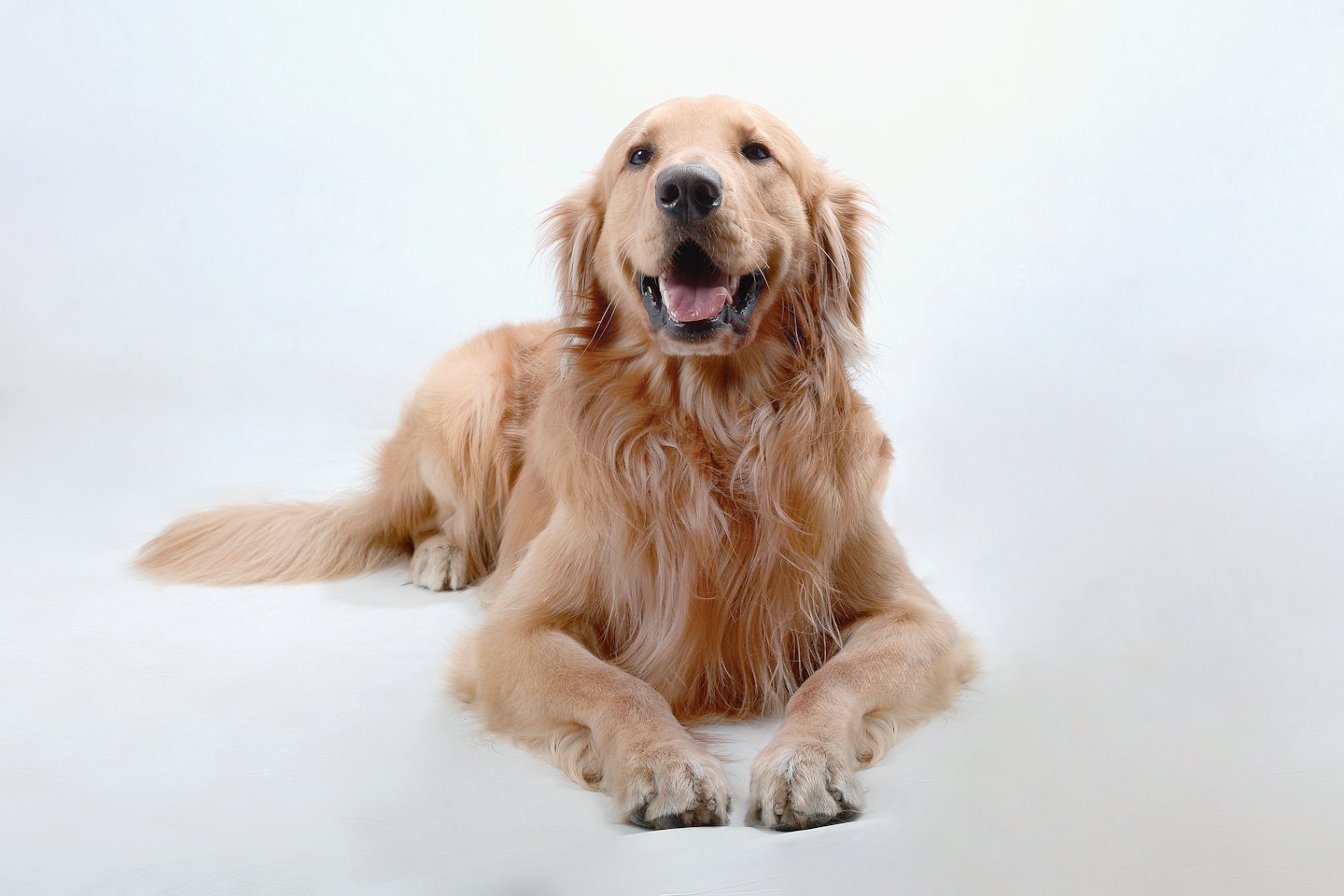 Golden Retriever dog lying down on a white background.