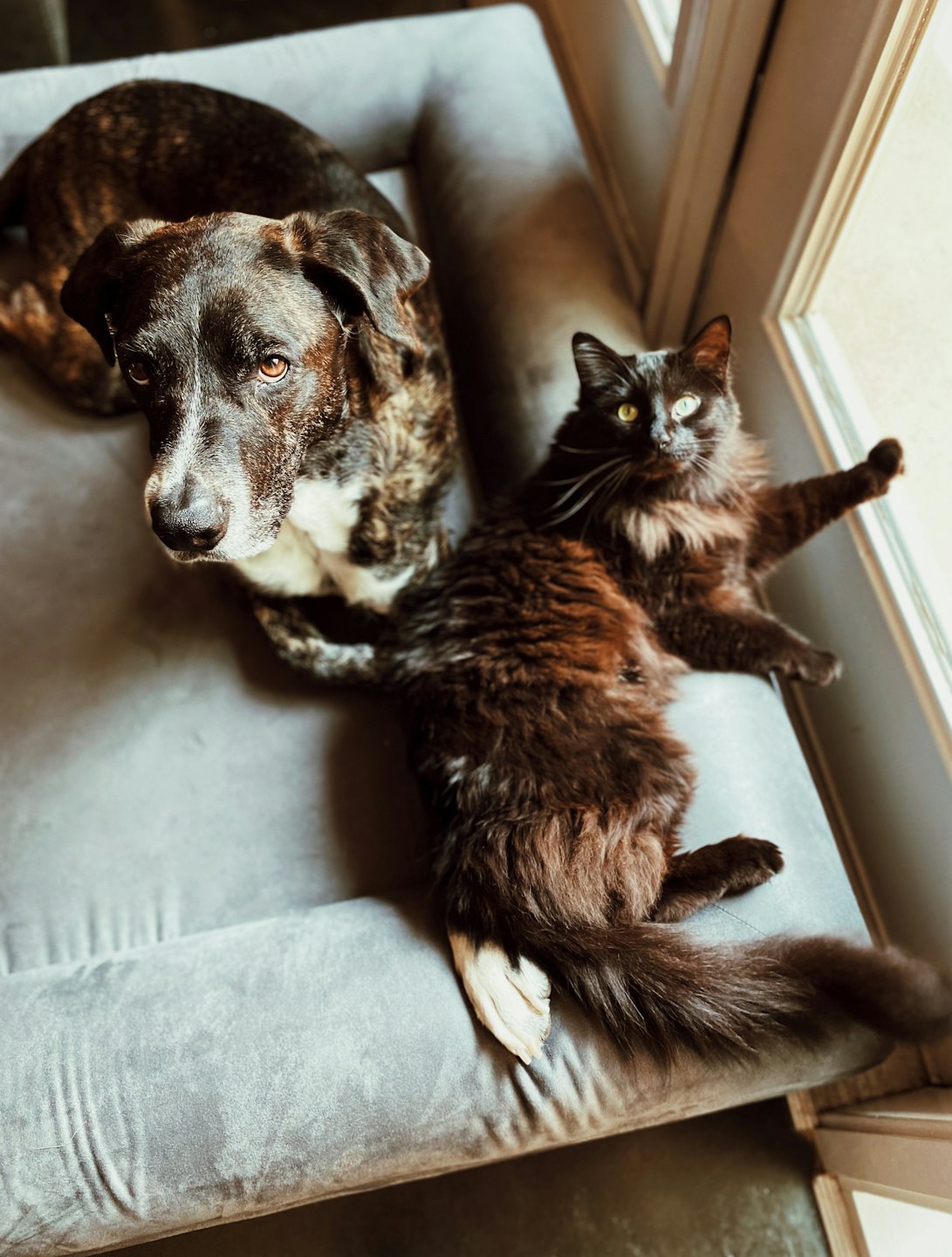 A brindled dog and a black and brown cat sleep on a grey pet bed.