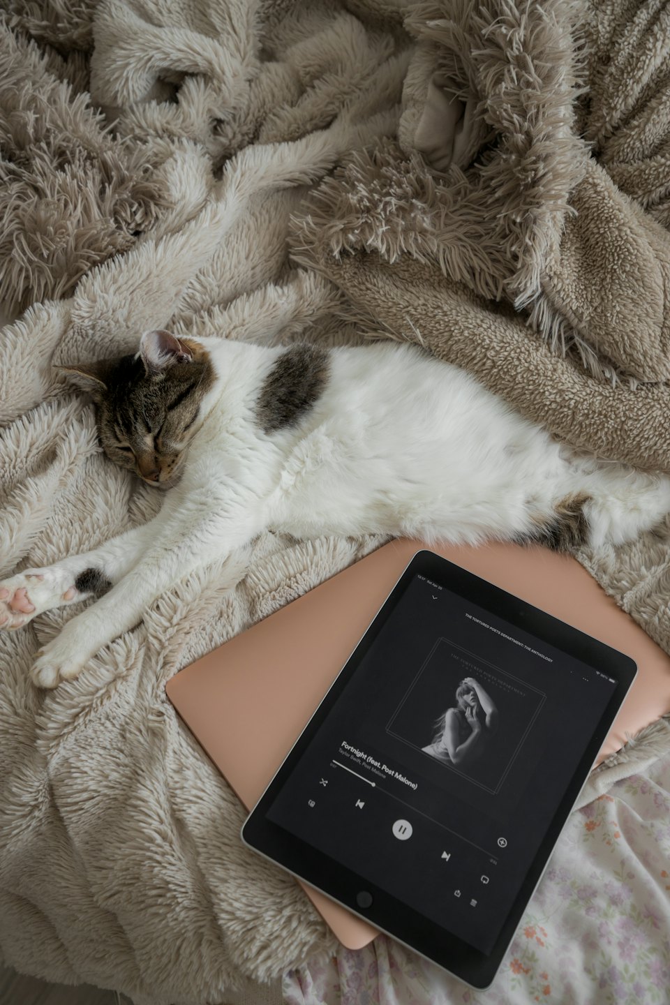 A white and tabby cat sleeps on a beige blanket next to an iPad.