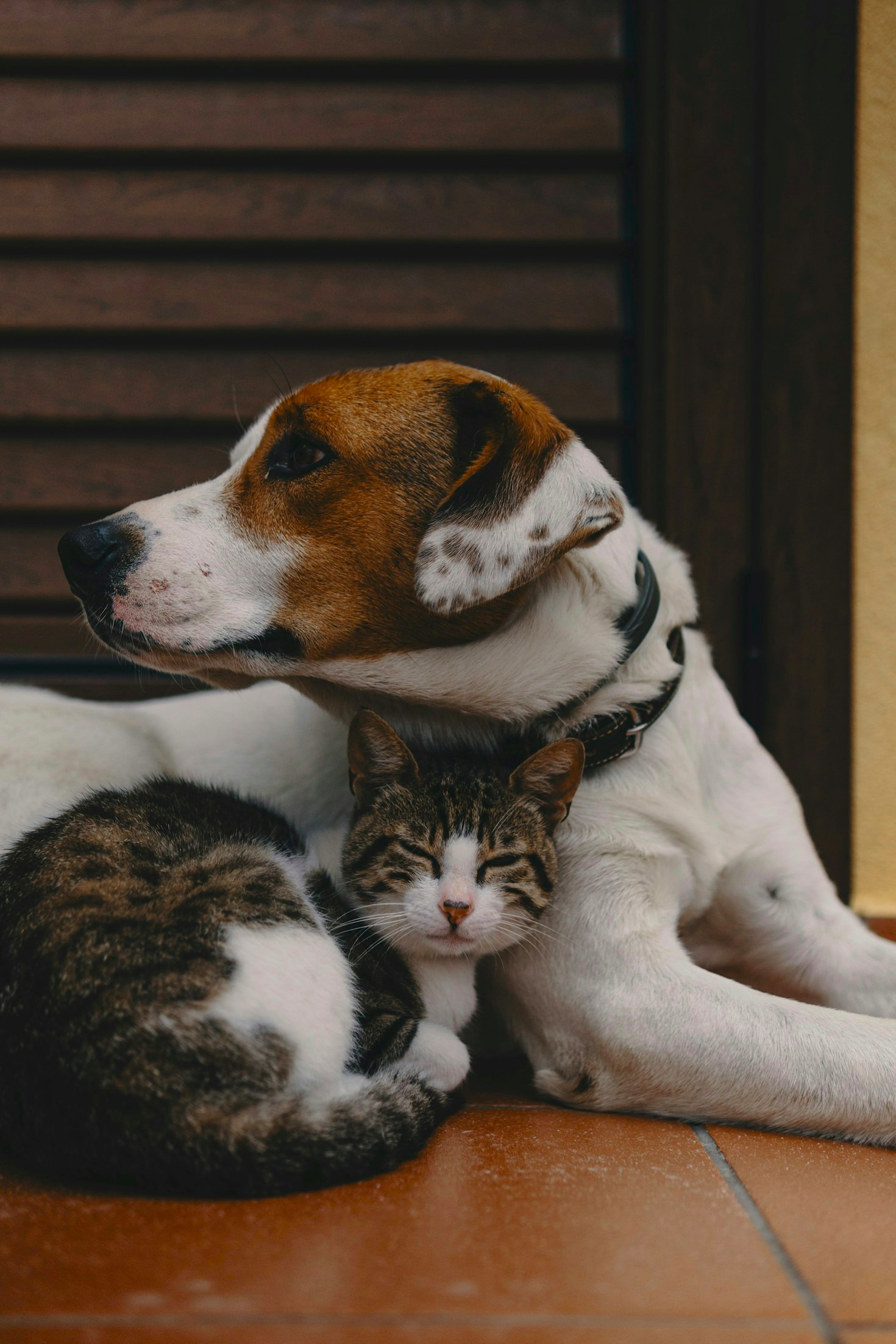 Como montar uma rotina alimentar equilibrada para cães