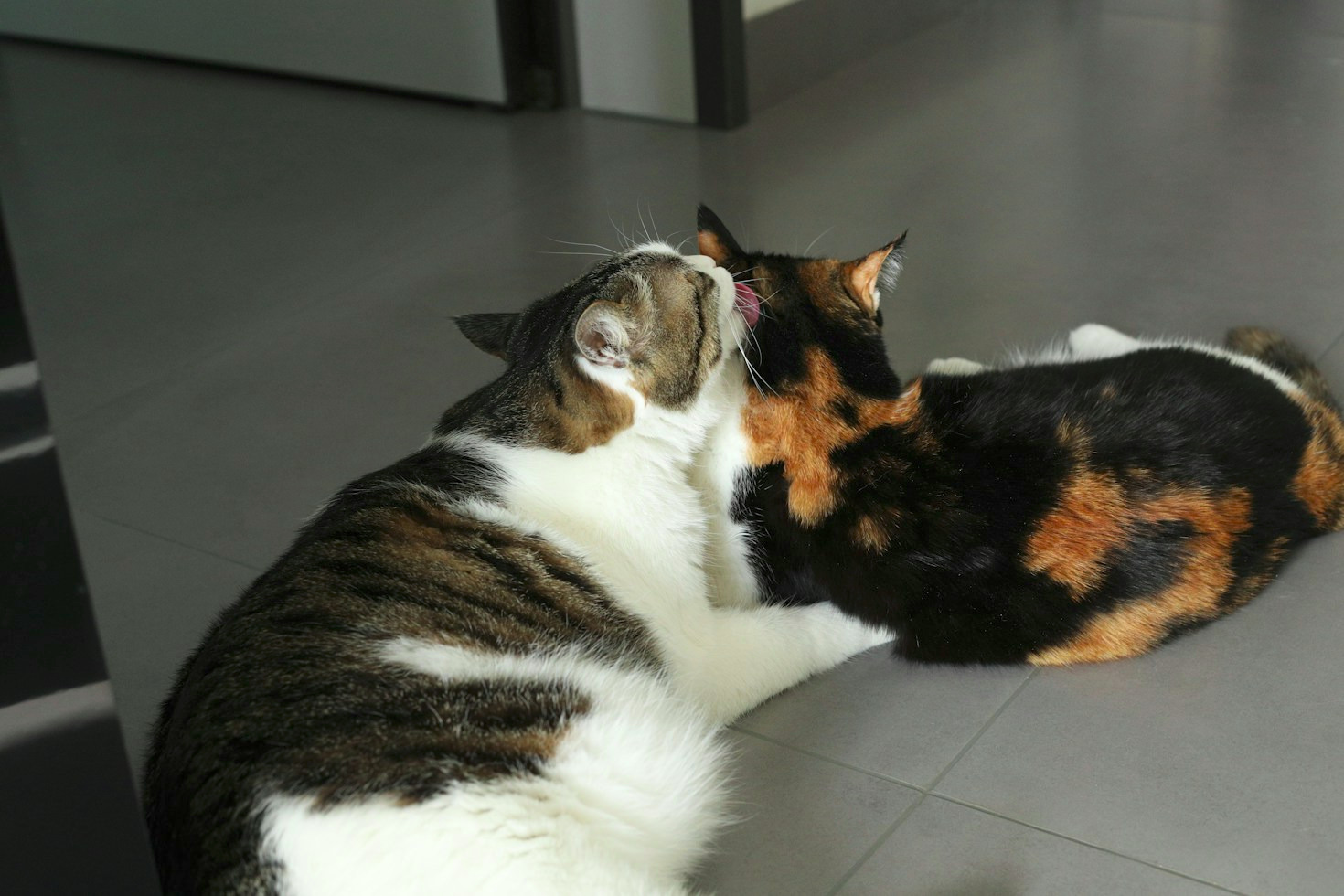 Dicas práticas para adaptar um novo pet em casa