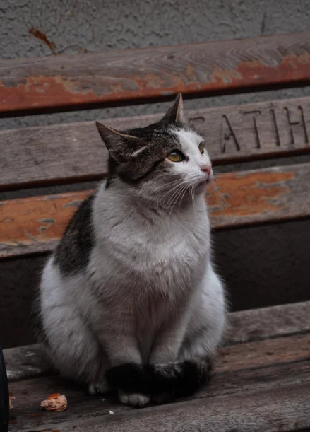 Obesidade em pets, gato obeso