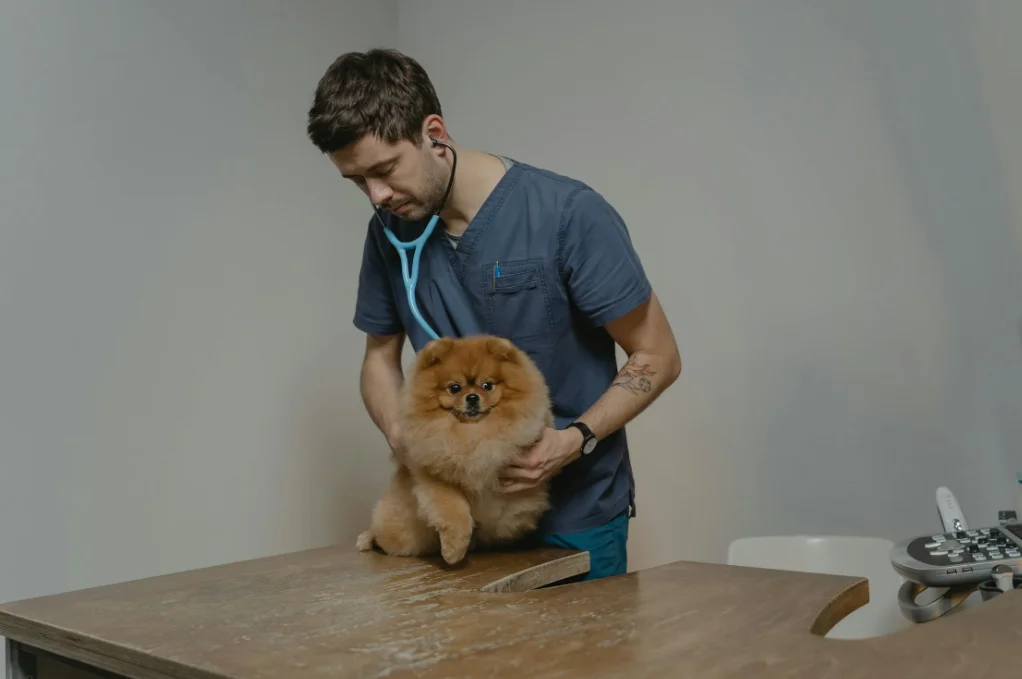 Cachorro no veterinário