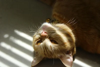 10 sinais de que seu gato pode estar doente