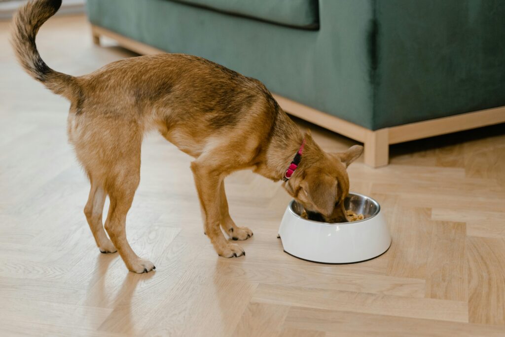 Alimentação Natural para Pets