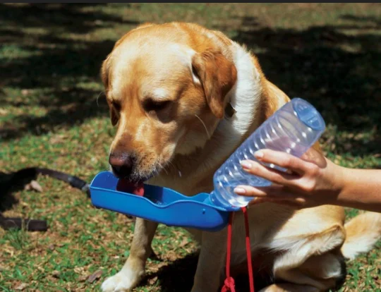 Cachorro bebendo água