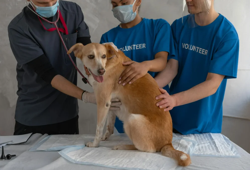 Cachorro recebendo atendimento veterinário