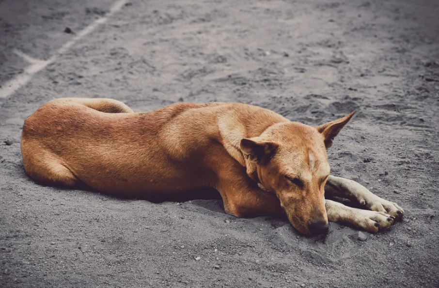 Cachorro deitado