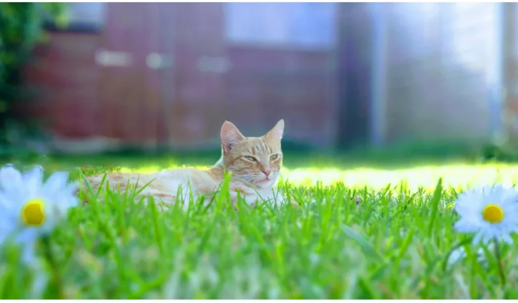 Gato no gramado tomando banho de sol durante o Verão Pet