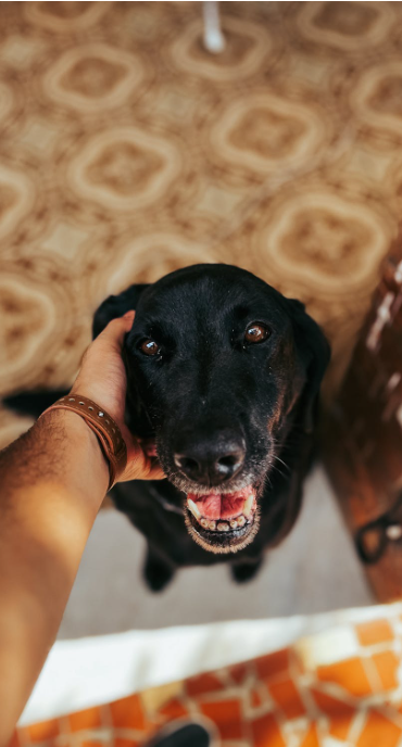 Higiene bucal em Pets é muito importante