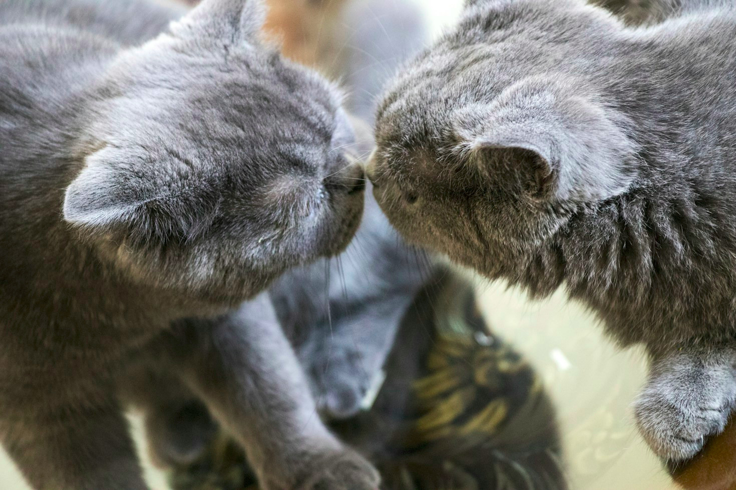 Principais sinais de que seu gato precisa de atenção