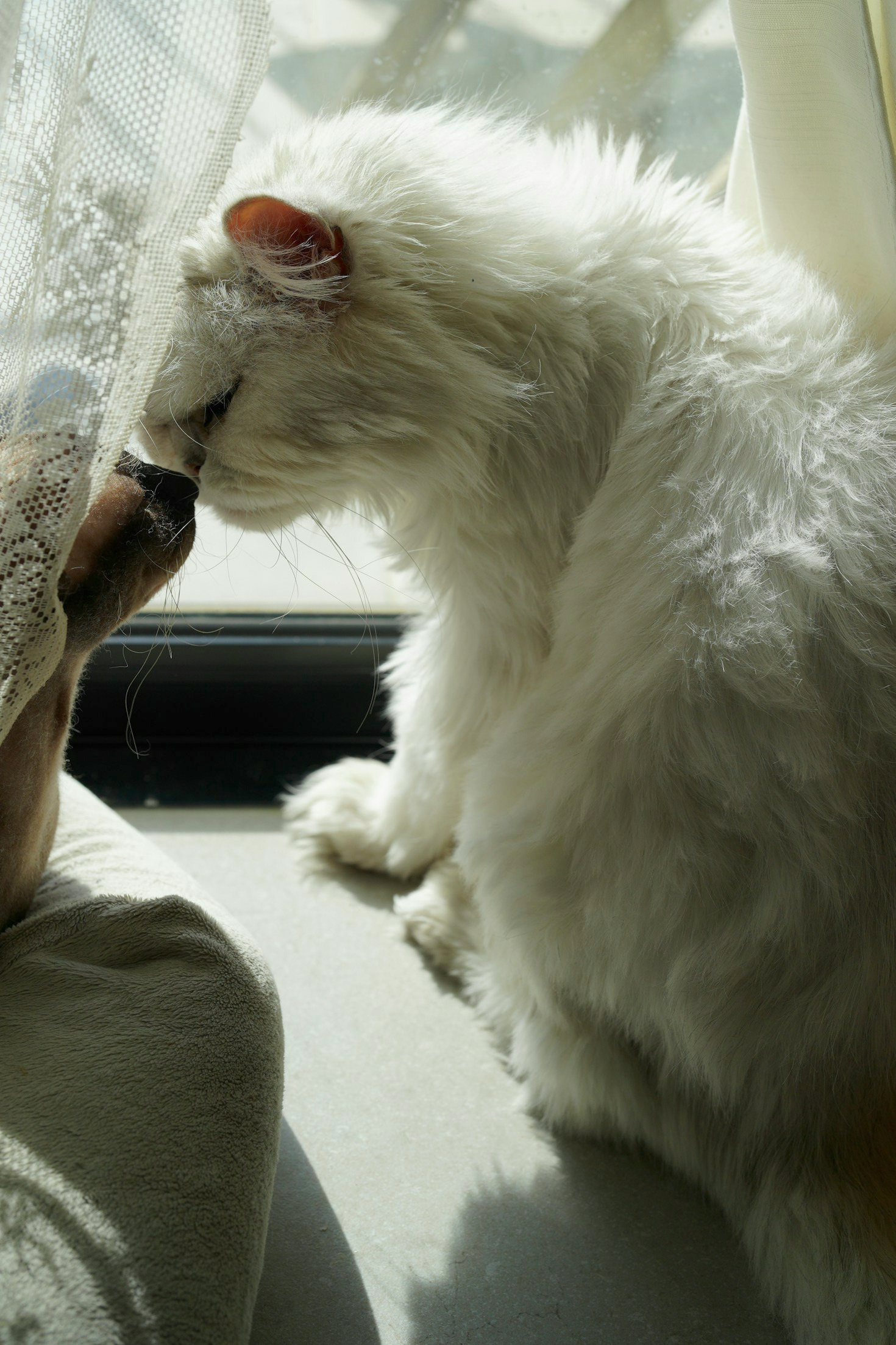 Como cuidar da higiene bucal de cães e gatos