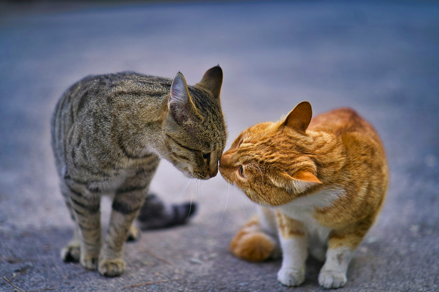 Nutrição preventiva: o segredo da longevidade dos pets